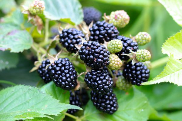 Cost of Blackberry Bush Removal in Asheville