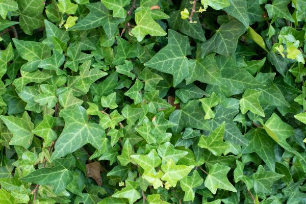 Cost of English Ivy Removal in Asheville