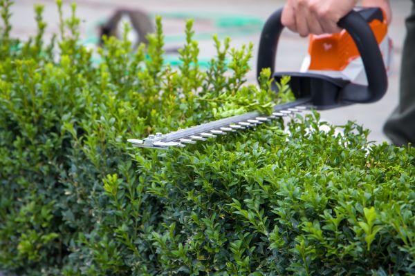Cost of Hedge Pruning in Asheville