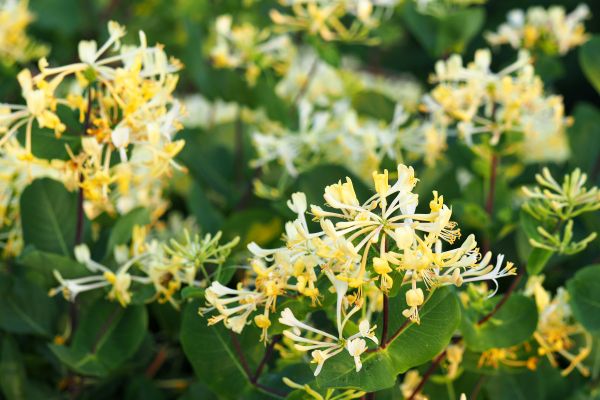 Cost of Honeysuckle Removal in Asheville