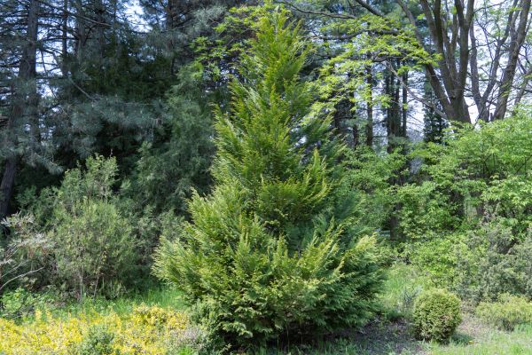 Cost of Juniper Pruning in Asheville