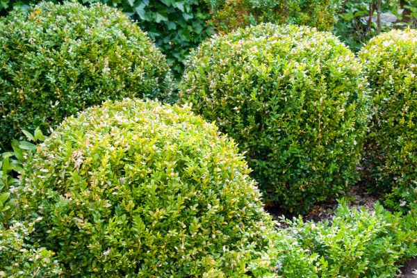 Cost of Landscape Trimming Service in Asheville