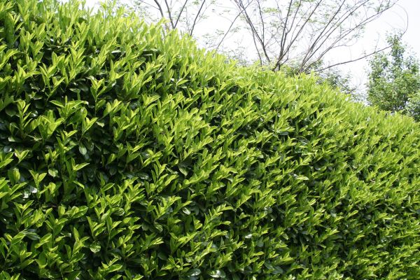 Cost of Laurel Removal in Asheville