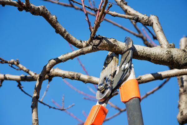 Cost of Pruning Service in Asheville