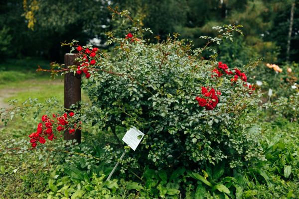 Cost of Rose Bush Removal in Asheville