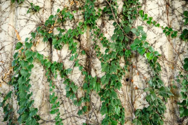 Cost of Vine Removal Service in Asheville