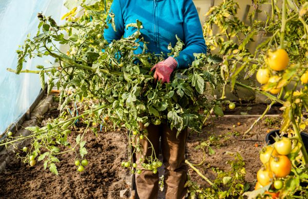 Cost of Garden Plant Removal in Asheville