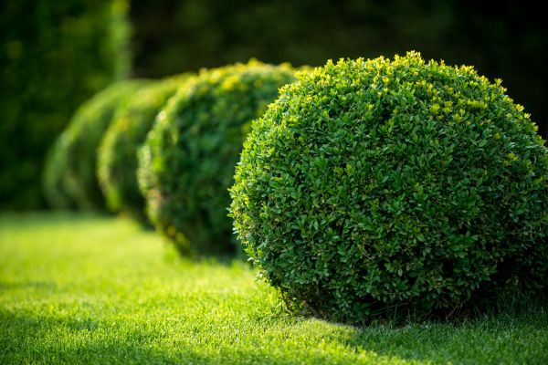 Cost of Bush Pruning in Asheville