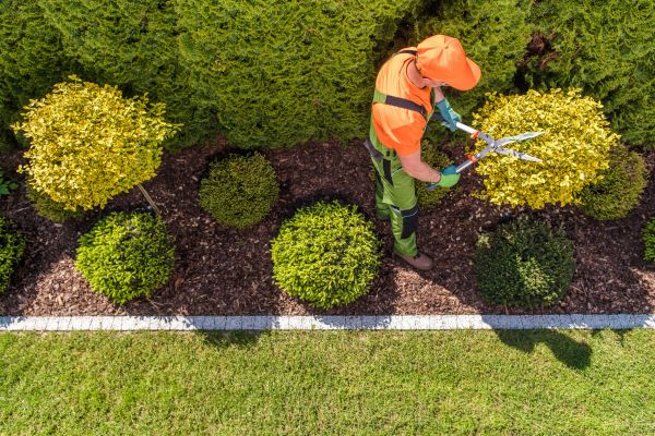 Cost of Topiary Trimming in Asheville