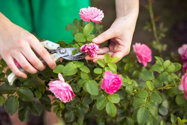 Cost of Rose Shearing in Asheville