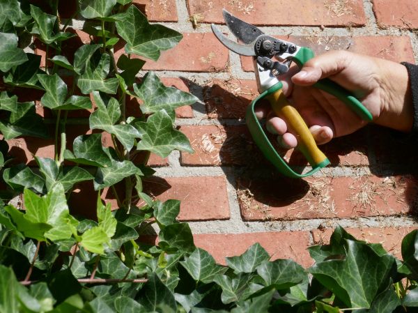 Cost of Ivy Removal Service in Asheville