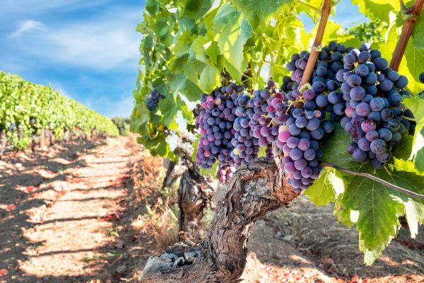 Cost of Grapevine Pruning in Asheville