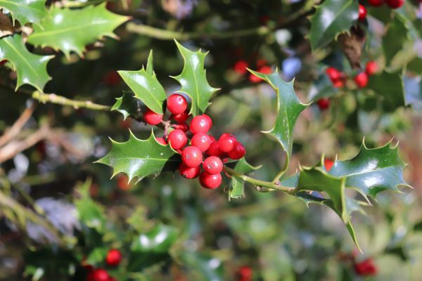 Cost of Holly Tree Trimming in Asheville