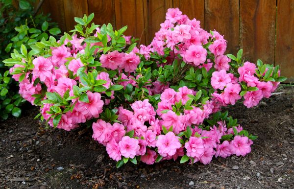 Cost of Azaleas Removal in Asheville