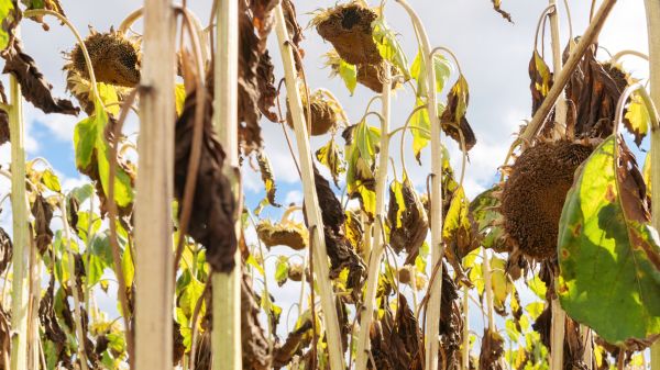 Cost of Dead Plant Removal in Asheville