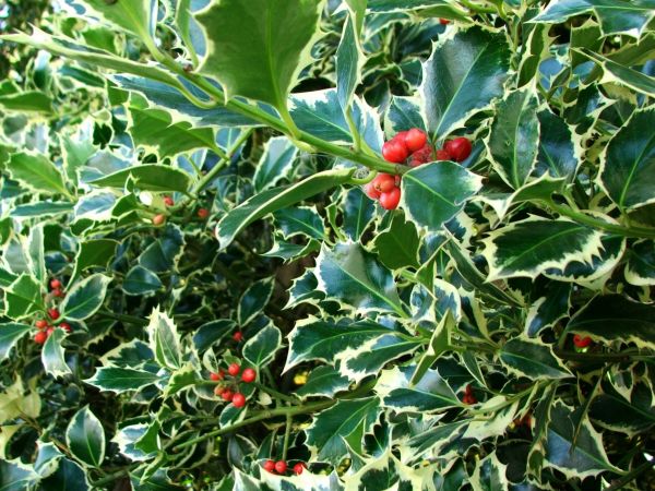 Cost of Holly Bushes Trimming in Asheville