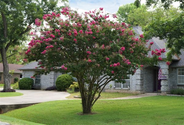 Cost of Crepe Myrtle Trimming in Asheville
