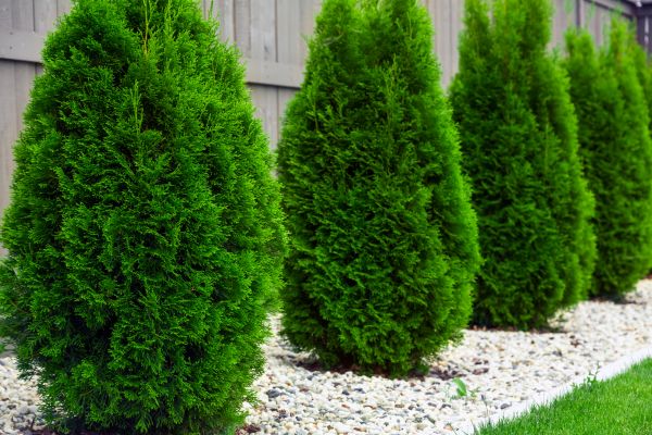 Cost of Arborvitae Removal in Asheville