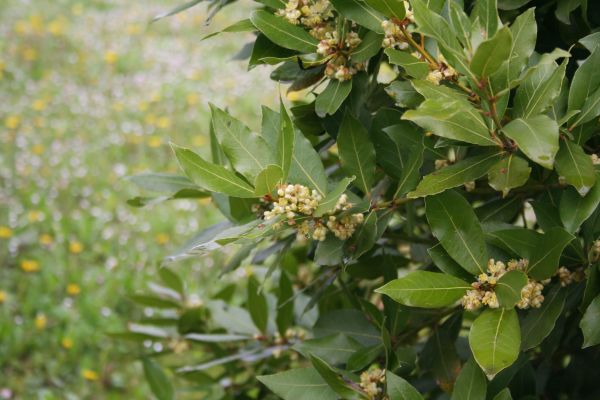 Cost of Laurel Trimming in Asheville
