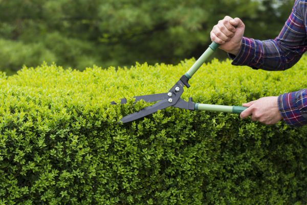 Cost of Evergreen Shrub Pruning in Asheville