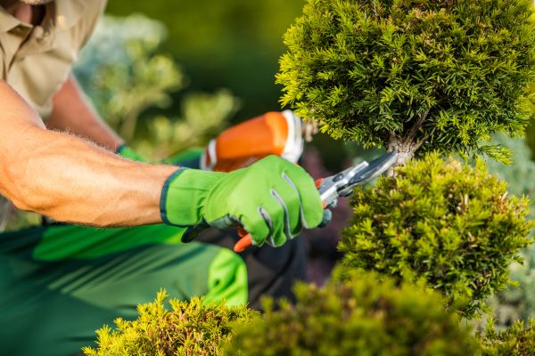 Cost of Landscape Pruning Service in Asheville