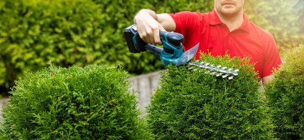 Cost of Hedge Shaping Service in Asheville