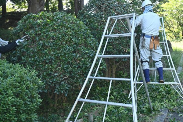 Cost of Holly Shaping in Asheville