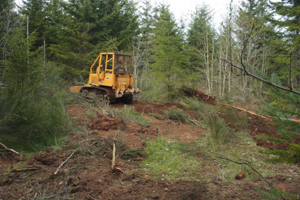 Cost of Shrubbery Clearing in Asheville