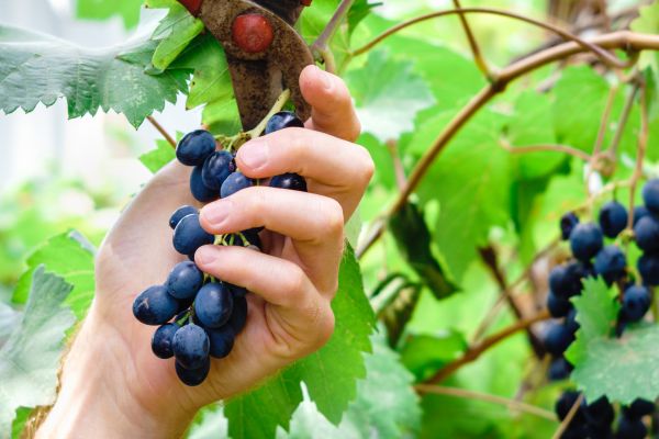 Cost of Vineyard Pruning in Asheville
