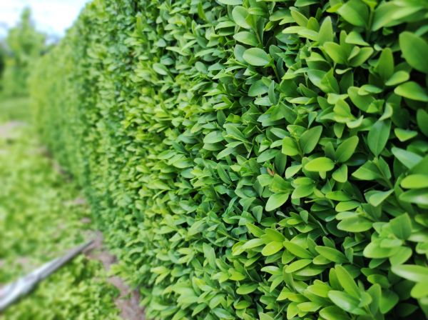 Cost of Boxwood Pruning in Asheville