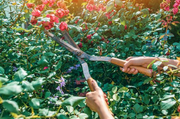 Cost of Knockout Roses Pruning in Asheville