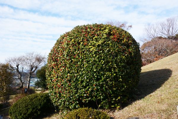 Cost of Holly Shrub Pruning in Asheville