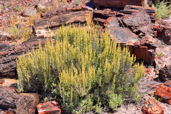 Cost of Sagebrush Removal in Asheville