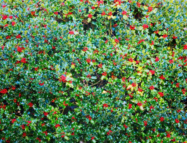 Cost of Holly Bush Removal in Asheville