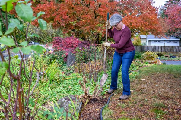 Cost of Dead Bush Removal in Asheville