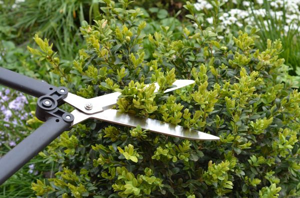 Cost of Boxwood Trimming in Asheville