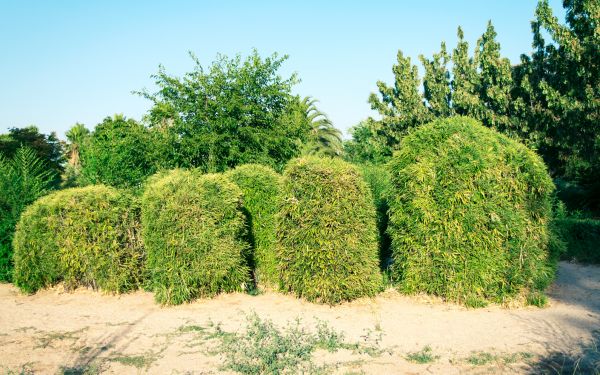 Cost of Bamboo Hedge Removal in Asheville