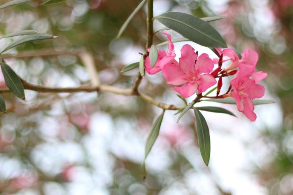 Cost of Oleander Removal in Asheville