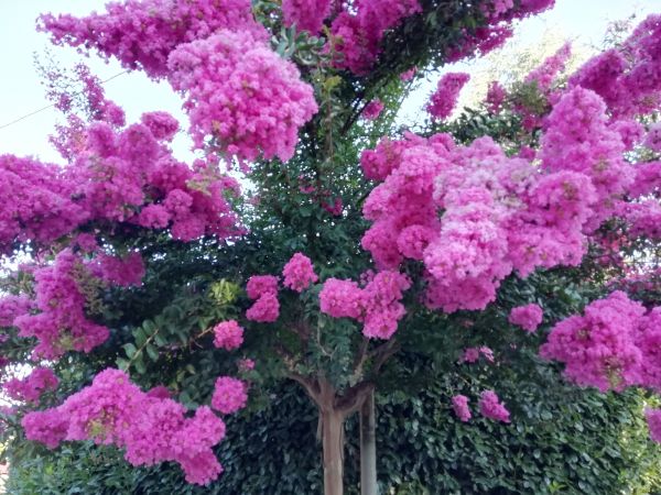 Cost of Crape Myrtle Pruning in Asheville
