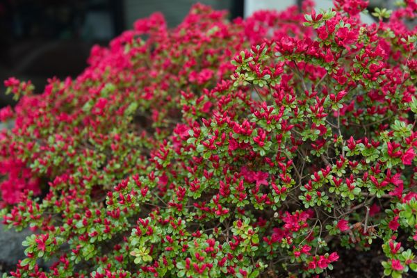 Cost of Weigela Removal Service in Asheville