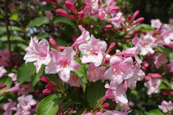 Cost of Weigela Pruning Service in Asheville