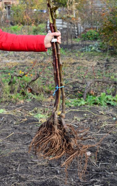 Cost of Shrub Root Removal in Asheville