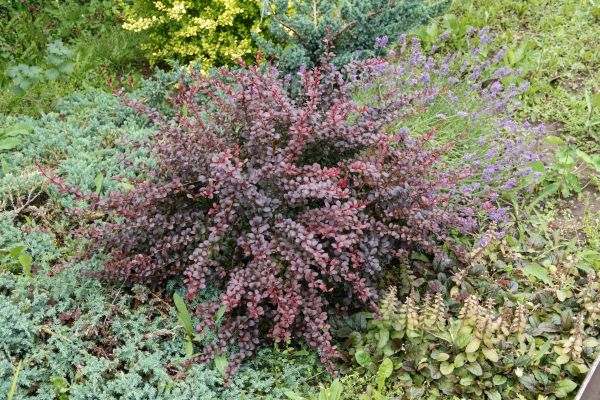 Cost of Japanese Barberry Removal in Asheville