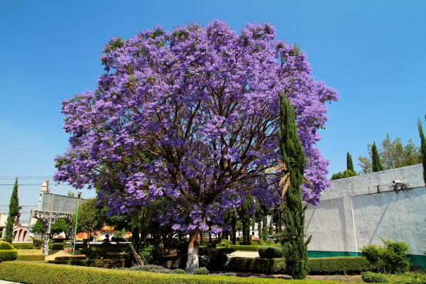 Cost of Jacaranda Pruning in Asheville