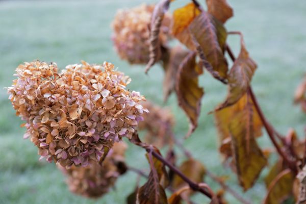 Cost of Hydrangea Removal in Asheville