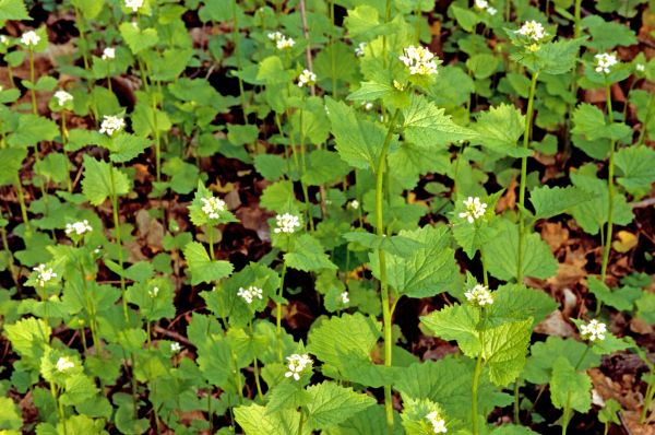 Cost of Garlic Mustard Removal in Asheville