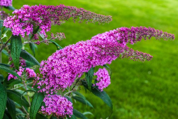 Cost of Butterfly Bush Removal in Asheville