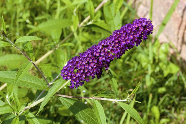 Cost of Butterfly Bush Pruning in Asheville