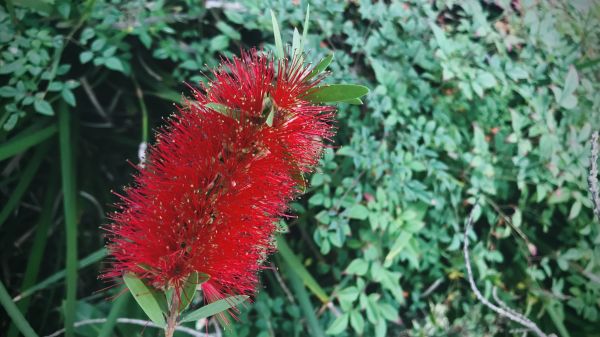 Cost of Bottlebrush Pruning in Asheville