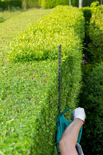 Cost of Hedge Trimming in Asheville